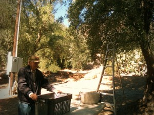 Ojai Olive Oil